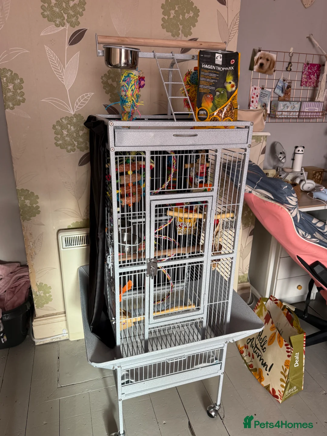 Conures birds for sale: Sweetest handtame baby male conure  - Advert 2