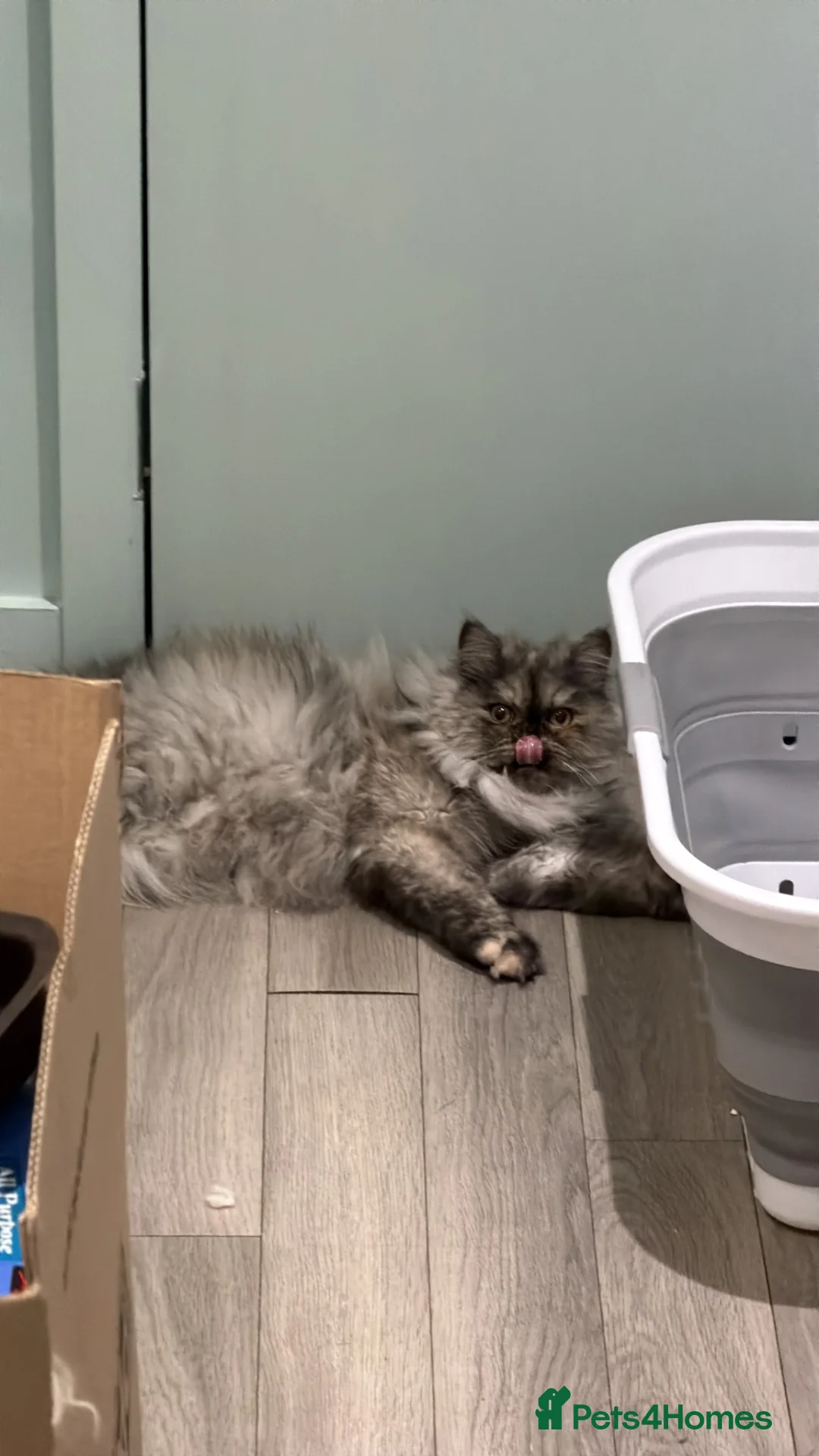 Persian cats for sale: Stunning Shadow looking for a home. (Indoor only) - Advert 2