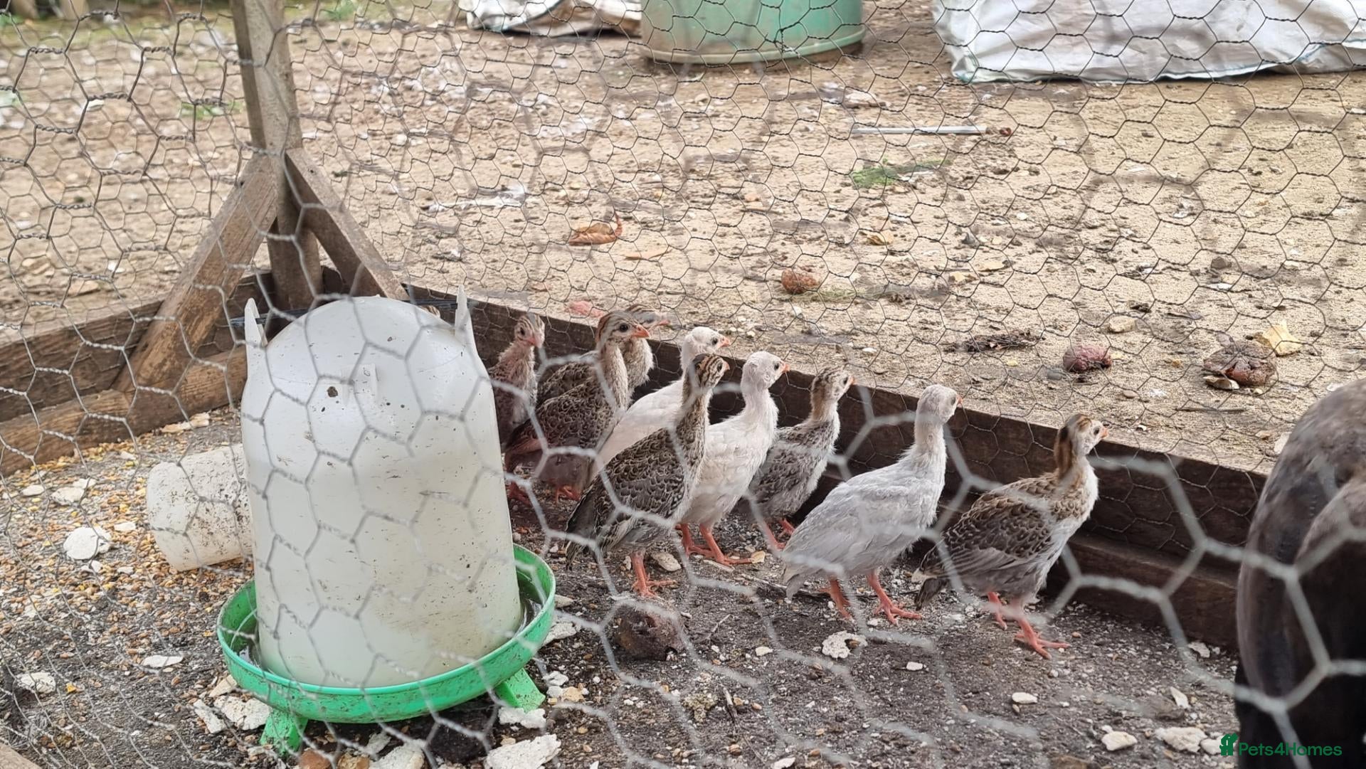 Guinea Fowl poultry Guinea fowl keets  - Advert 1