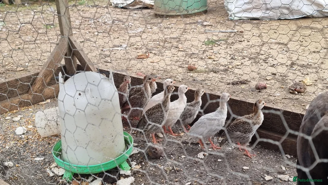 Guinea Fowl poultry for sale: Guinea fowl keets  in Wells-next-the-Sea - Advert 1