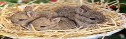Mini Lion Lop rabbits for sale: Mini lion lop & netherland dwarfs  in Ashton-under-Lyne - Advert 9