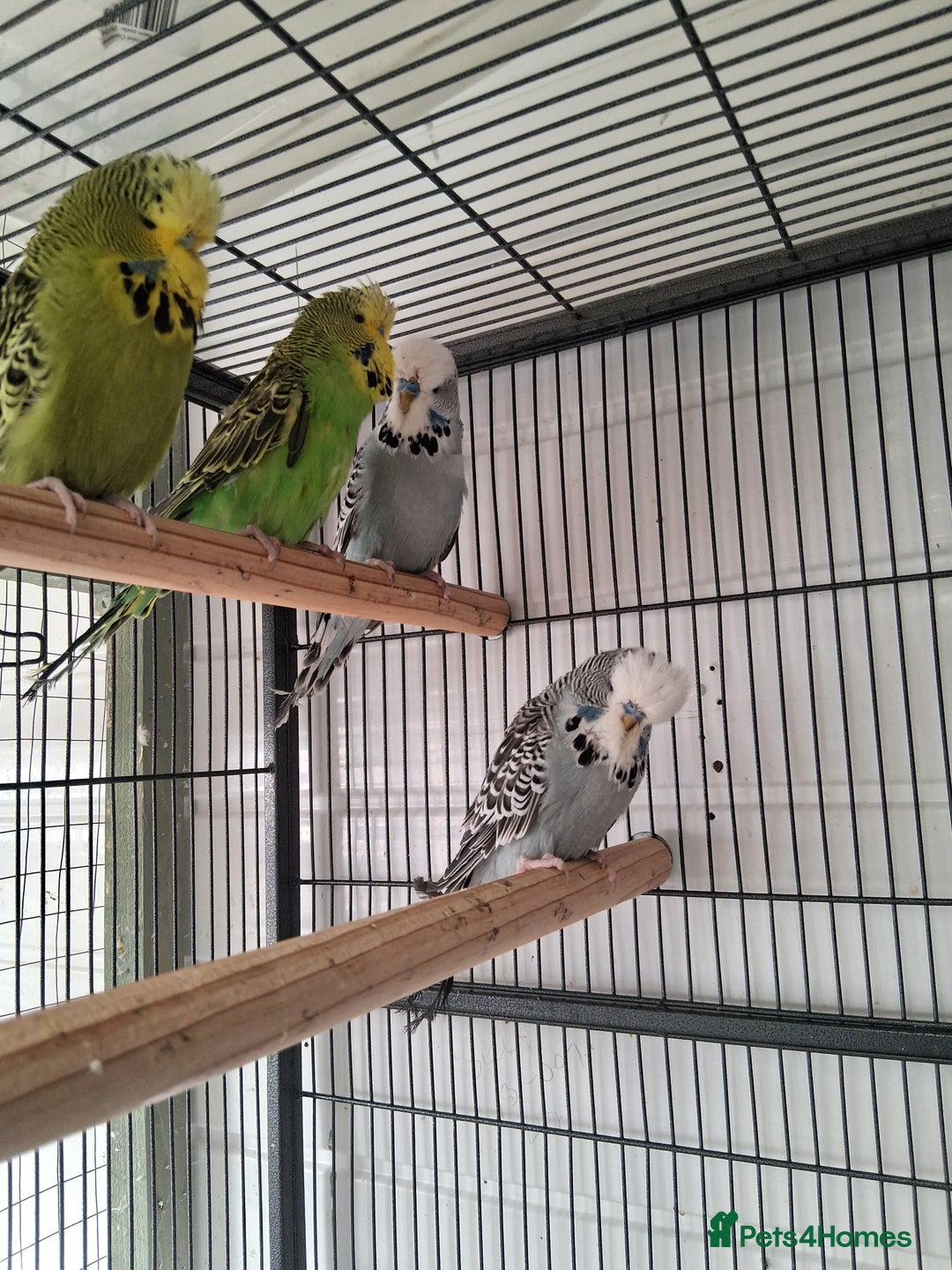 Budgerigars birds for sale: Exhibition Budgerigars - Advert 3