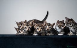 Bengal cats for sale: Gorgeous kittens, Wild-Patterned, Stunning Looks - Image 20