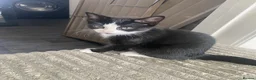 Mixed Breed cats for sale: Kittens  - Advert 3