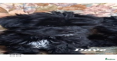 Mixed Breed dogs - Advert 1