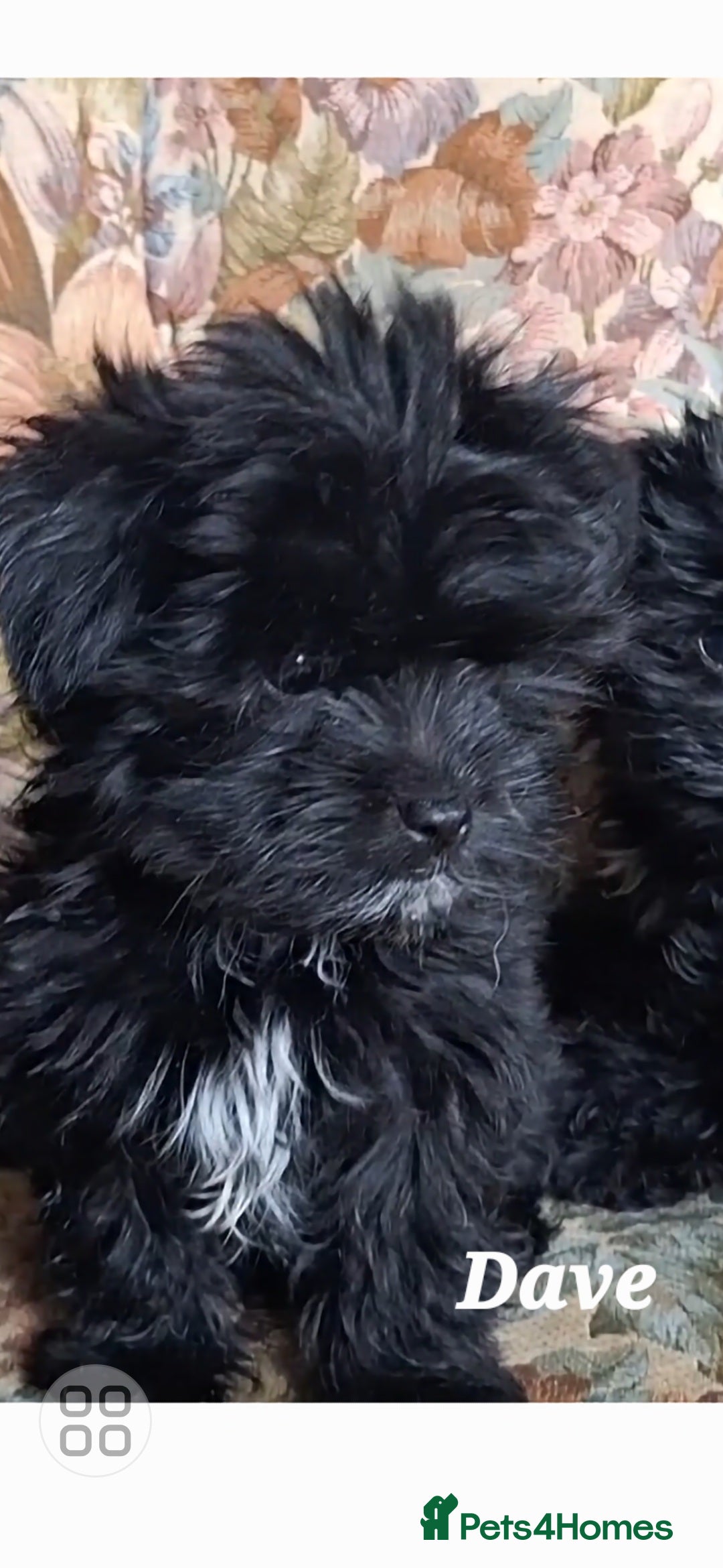 Mixed Breed dogs for sale: Biewer ( yorkshire terrier ) x chorkie puppies - Image 2