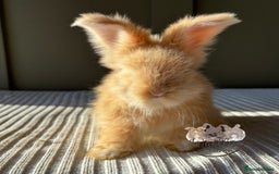 Angora rabbits for sale: Fully Vaccinated Maxi Faced English Angora - Advert 2