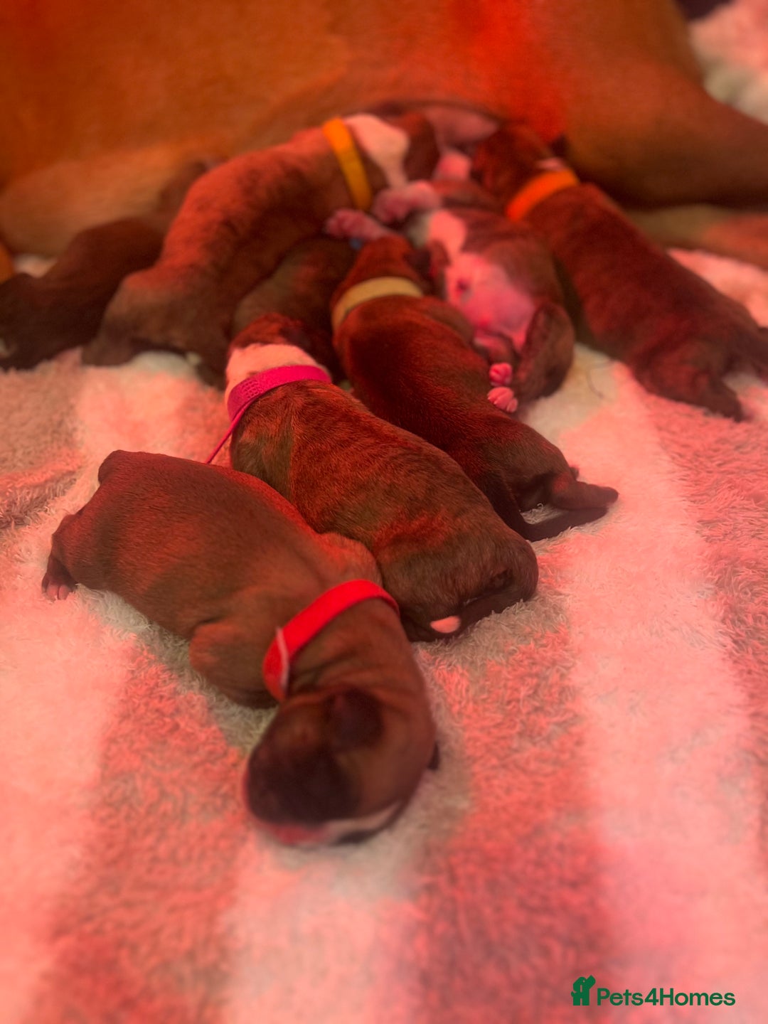 Boxer dogs for sale: Amazing boxer puppies  - Advert 3