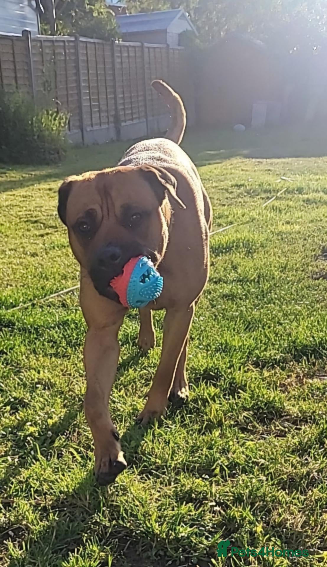 Mixed Breed dogs Mastiff - Advert 3