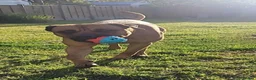 Mixed Breed dogs for sale: Mastiff - Advert 1