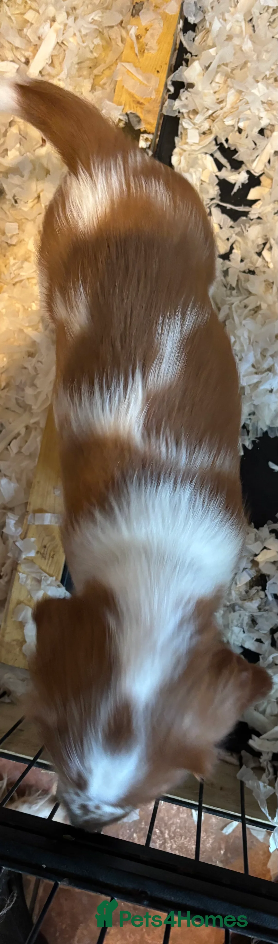 Welsh Springer Spaniel dogs for sale: Handsome boy  - Advert 4