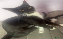 American Shorthair cats for sale: Unique markings tuxedo and all black kittens  - Image 11
