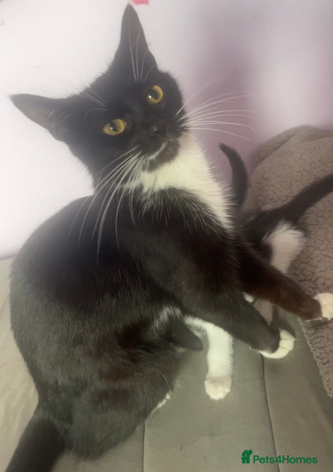 American Shorthair cats for sale: Unique markings tuxedo and all black kittens  - Image 11