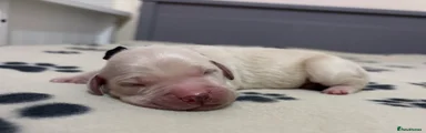 BLACK PUP (BOY)