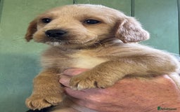 Australian Labradoodle dogs for sale: Stunning Multigen Mini Australian Labradoodle mix. - Image 3