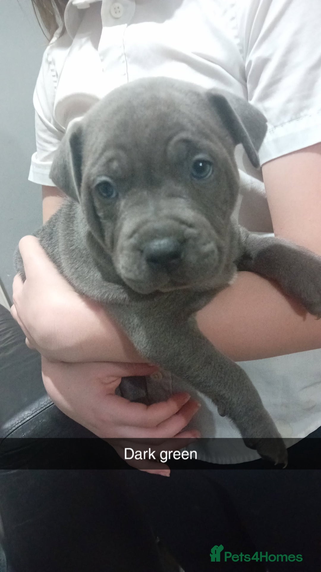 Staffordshire Bull Terrier dogs for sale: **Gorgeous blue staffy pups** - Advert 12