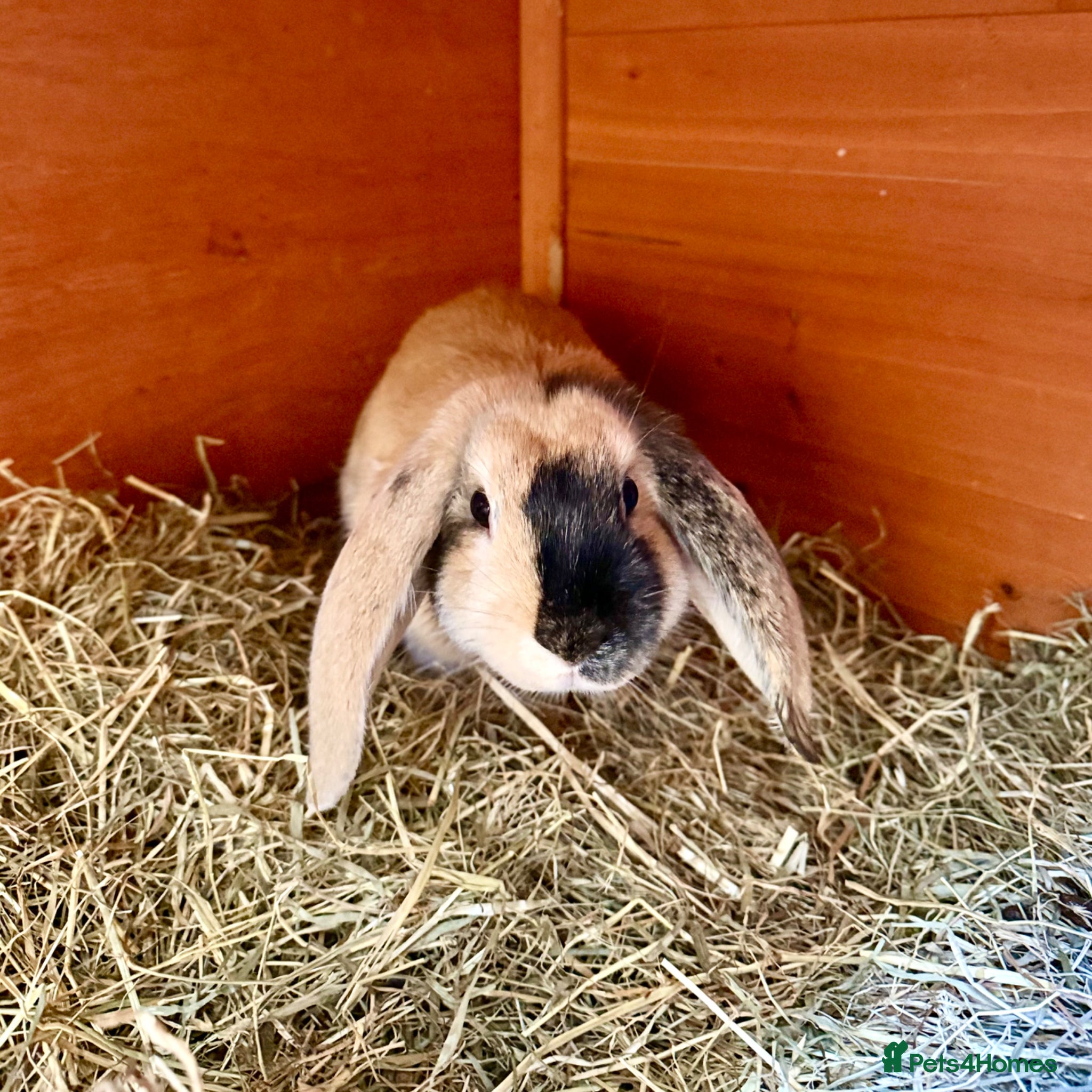 Mixed Breed rabbits Bonded Pair of Harlequin & Black Otter Lop Rabbits - Advert 1