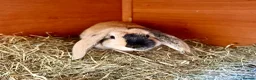 Mixed Breed rabbits for sale: Bonded Pair of Harlequin & Black Otter Lop Rabbits - Advert 1