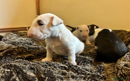 English Bull Terrier dogs for sale: Top Quality Bull Terrier Pups  - Image 8