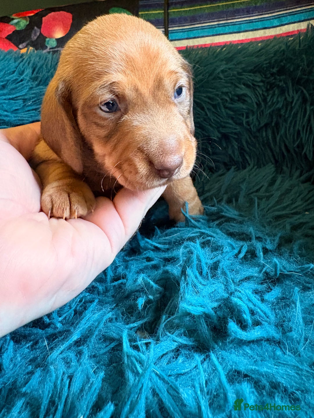 Dachshund dogs for sale: Miniature Smooth Haired Dachshunds  - Advert 8