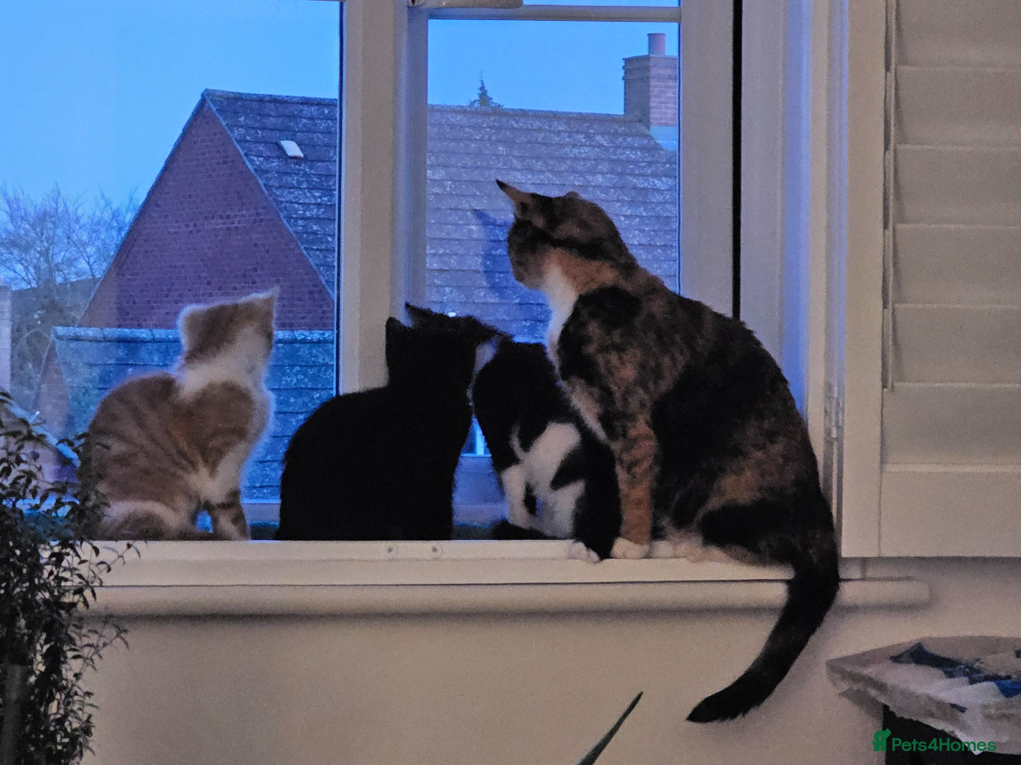 Mixed Breed cats 2 boys and 1 girl for sell - Advert 3