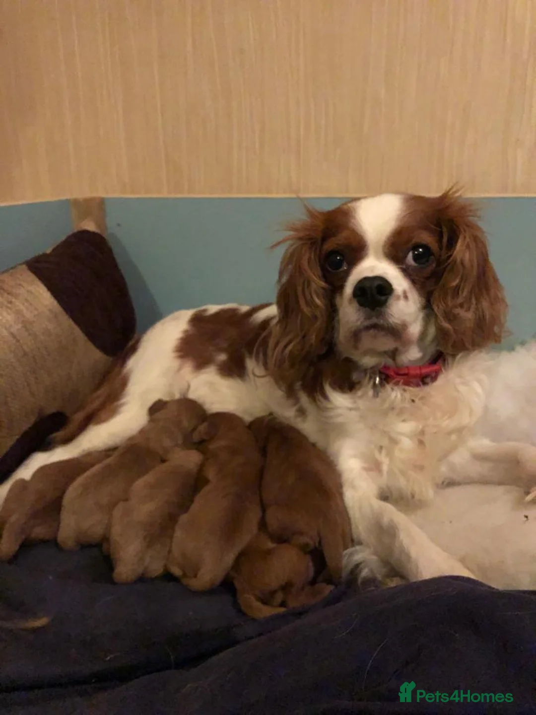 Miniature Poodle dogs for stud: Red K.C reg Miniature Poodle 4 Stud HEALTH TESTED in Chesterfield - Advert 25