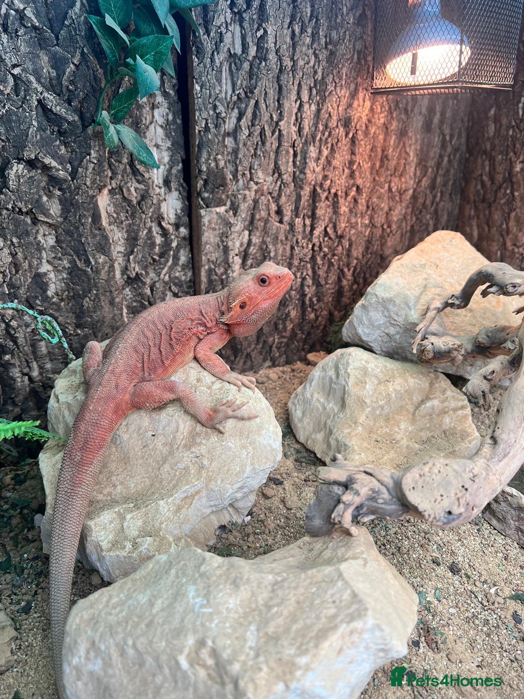 Bearded Dragon reptiles for sale: Red Bearded Dragon & full set up - Image 5