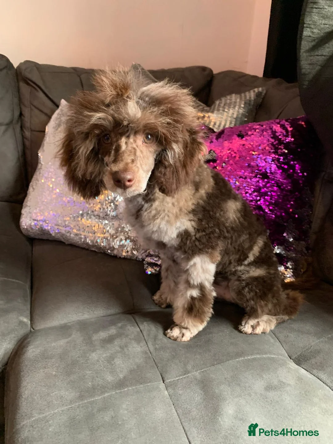 Toy Poodle dogs for stud: EXTENSIVELY DNA CLEAR BROWN MERLE POODLE STUD  in Hoddesdon - Advert 9