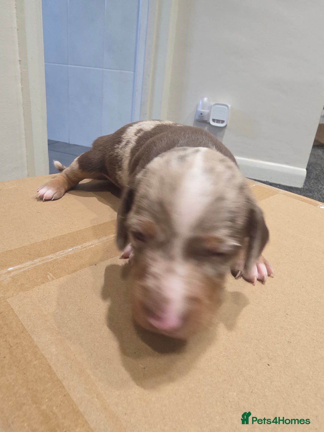 Miniature Dachshund dogs for sale: Mini Daschund Puppies - Image 2