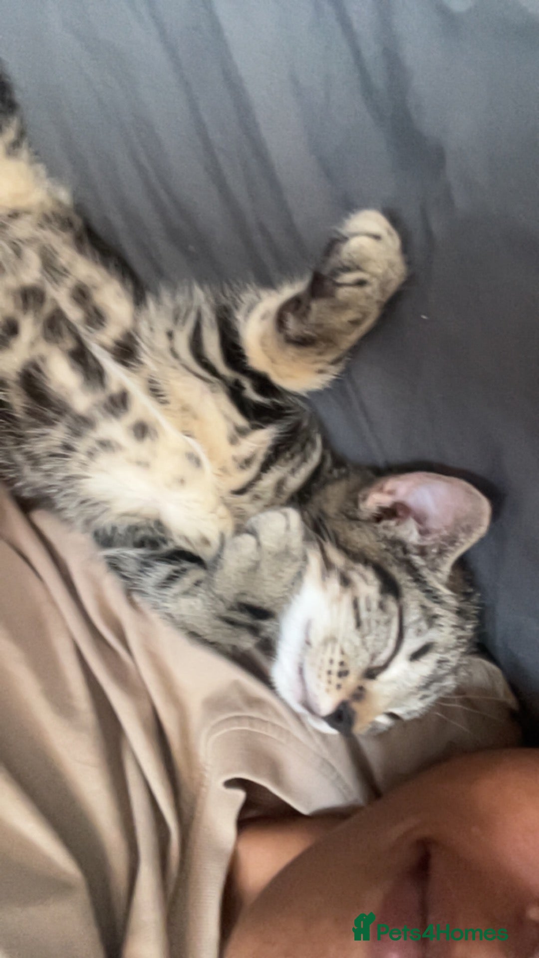 Bengal cats 13 week old lost and found kitten boy  - Advert 13