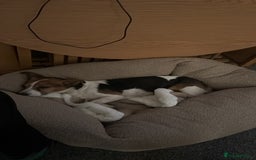 Jack Russell dogs for sale: Jack Russell for loving home - Advert 13