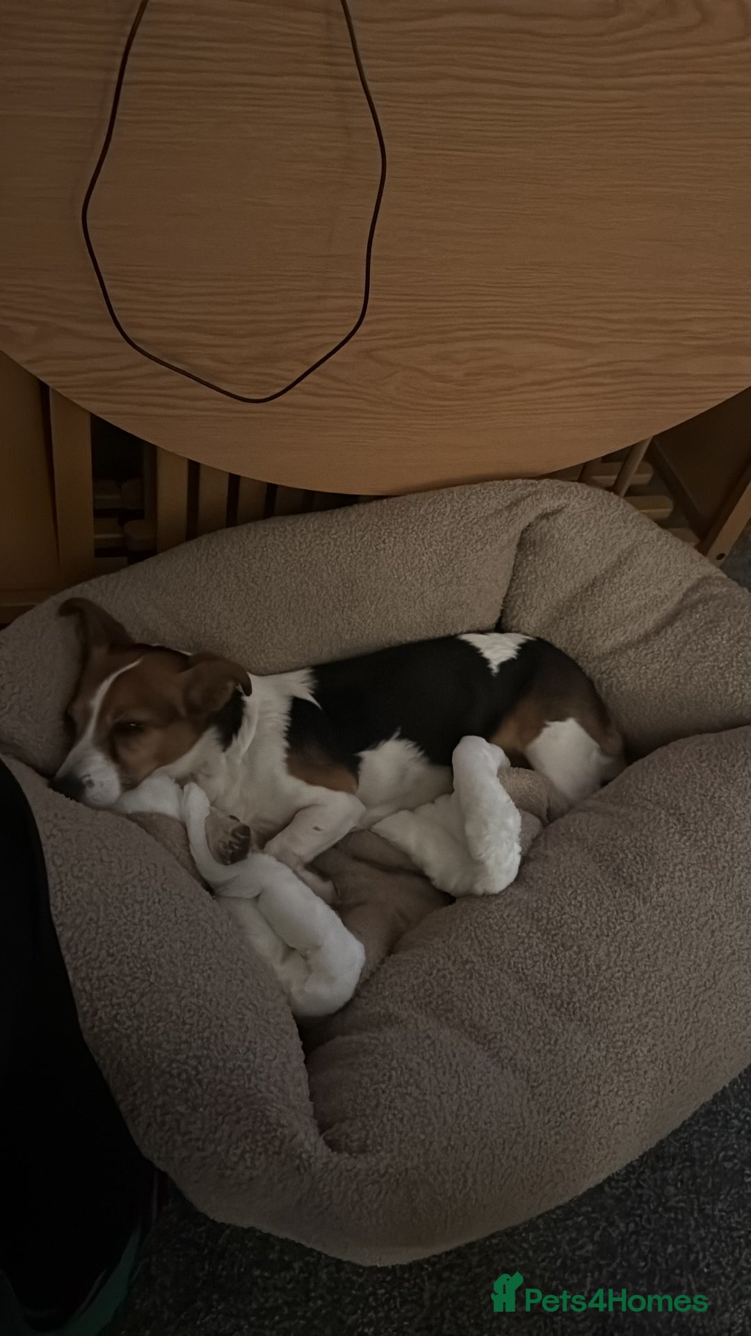 Jack Russell dogs for sale: Jack Russell for loving home - Advert 13