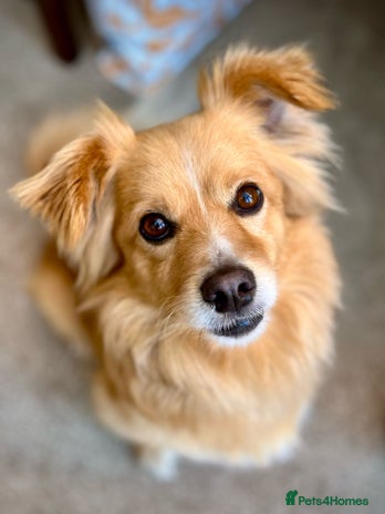 Small Dogs for adoption | Pets4Homes
