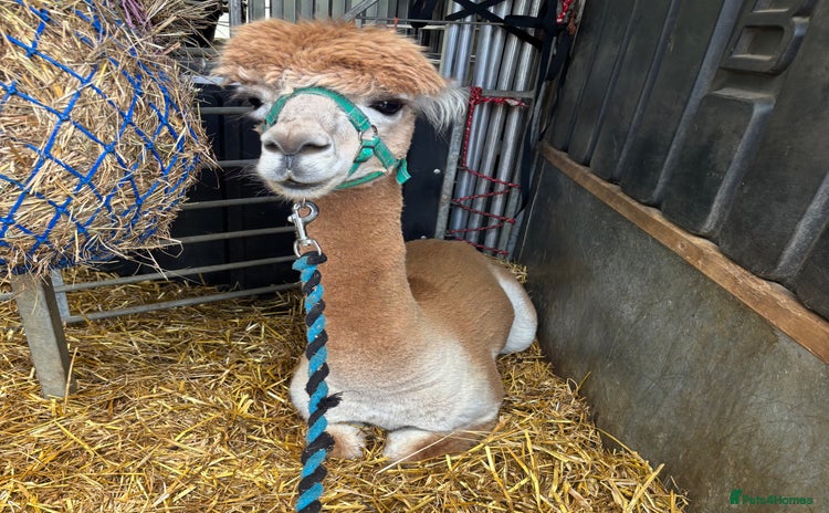 Alpaca livestock - Advert 1