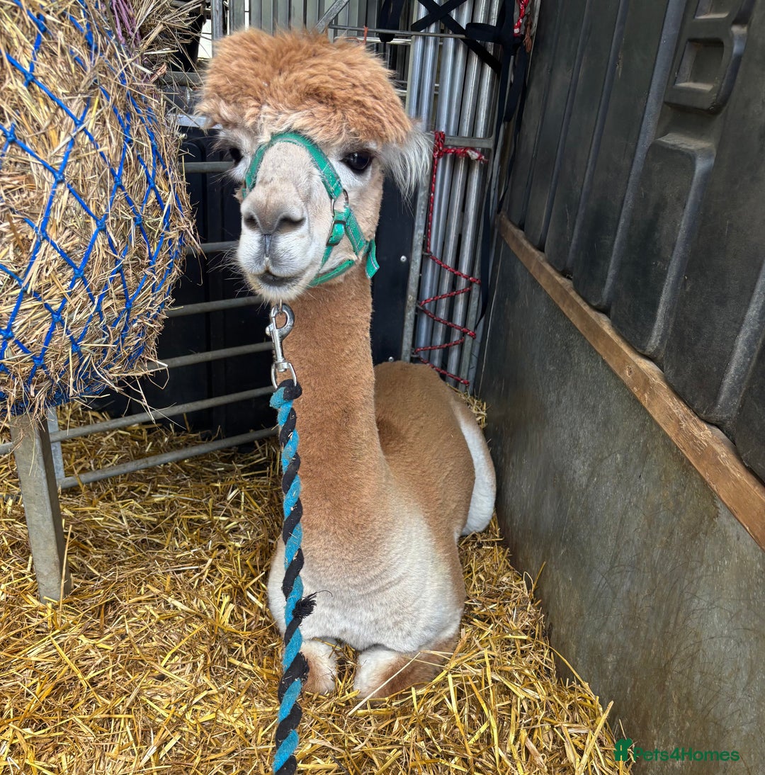 Alpaca livestock for sale: Castrated male alpacas  - Image 1