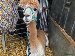 Alpaca livestock - Advert 3