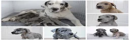 Great Dane dogs for sale: KC Registered Great Danes - Stunning Litter  - Advert 1