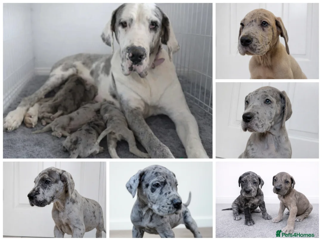 Great Dane dogs for sale: KC Registered Great Danes - Stunning Litter  - Advert 1