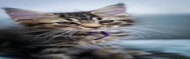 Maine Coon 2