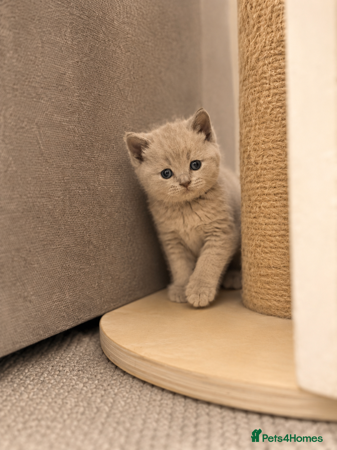 British Shorthair cats British Shorthair Kittens for Sale – 5 Available! - Advert 17