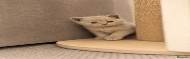 British Shorthair Kitten 3