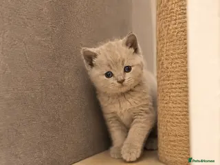 British Shorthair cats British Shorthair Kittens for Sale – 5 Available! - Advert 17