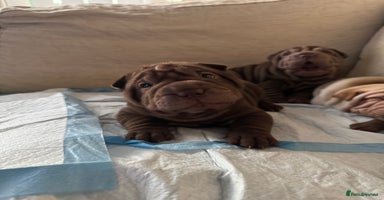 Shar Pei dogs - Advert 5