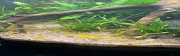 Shrimps fish for sale: **GRADE 1 YELLOW SAKURA NEOCARDINIA** in Crawley - Advert 2