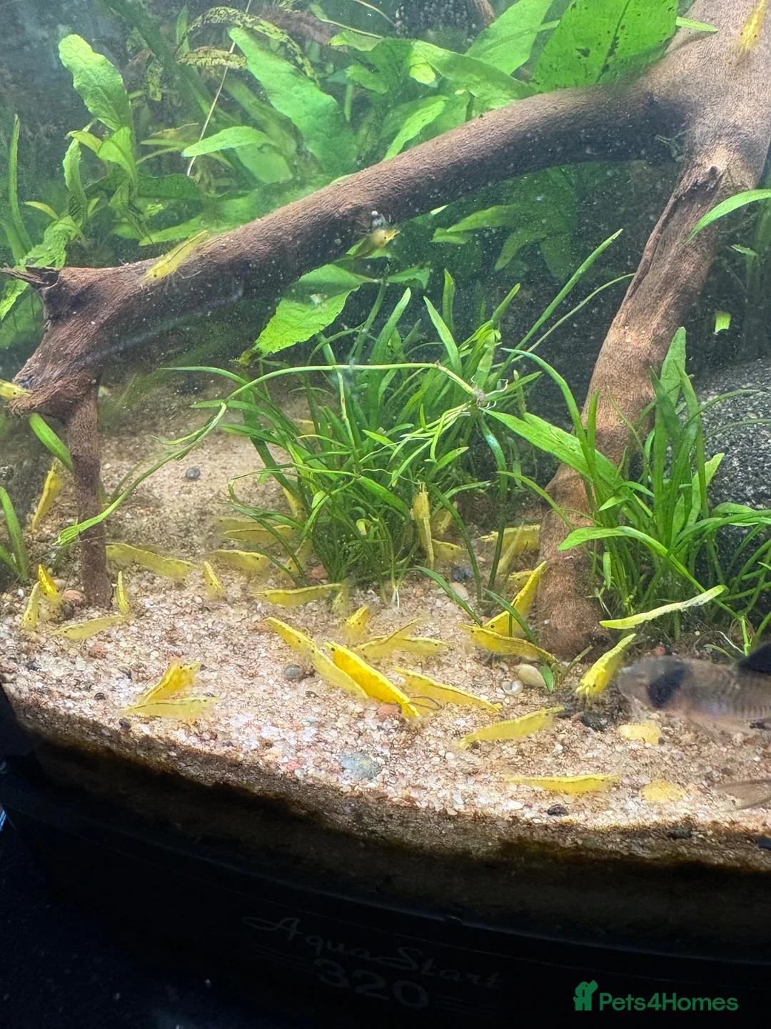 Shrimps fish for sale: **GRADE 1 YELLOW SAKURA NEOCARDINIA** in Crawley - Advert 2