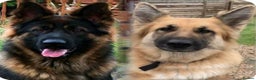 German Shepherd dogs for sale: Gorgeous pure German Shepherd Puppies  - Advert 3