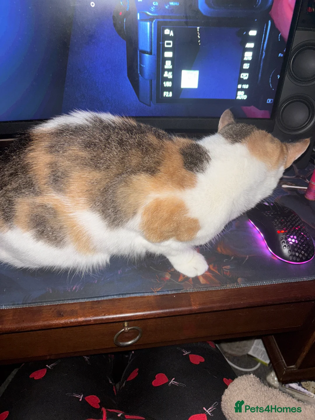 Mixed Breed cats for sale: 2 year old callico female  - Advert 6