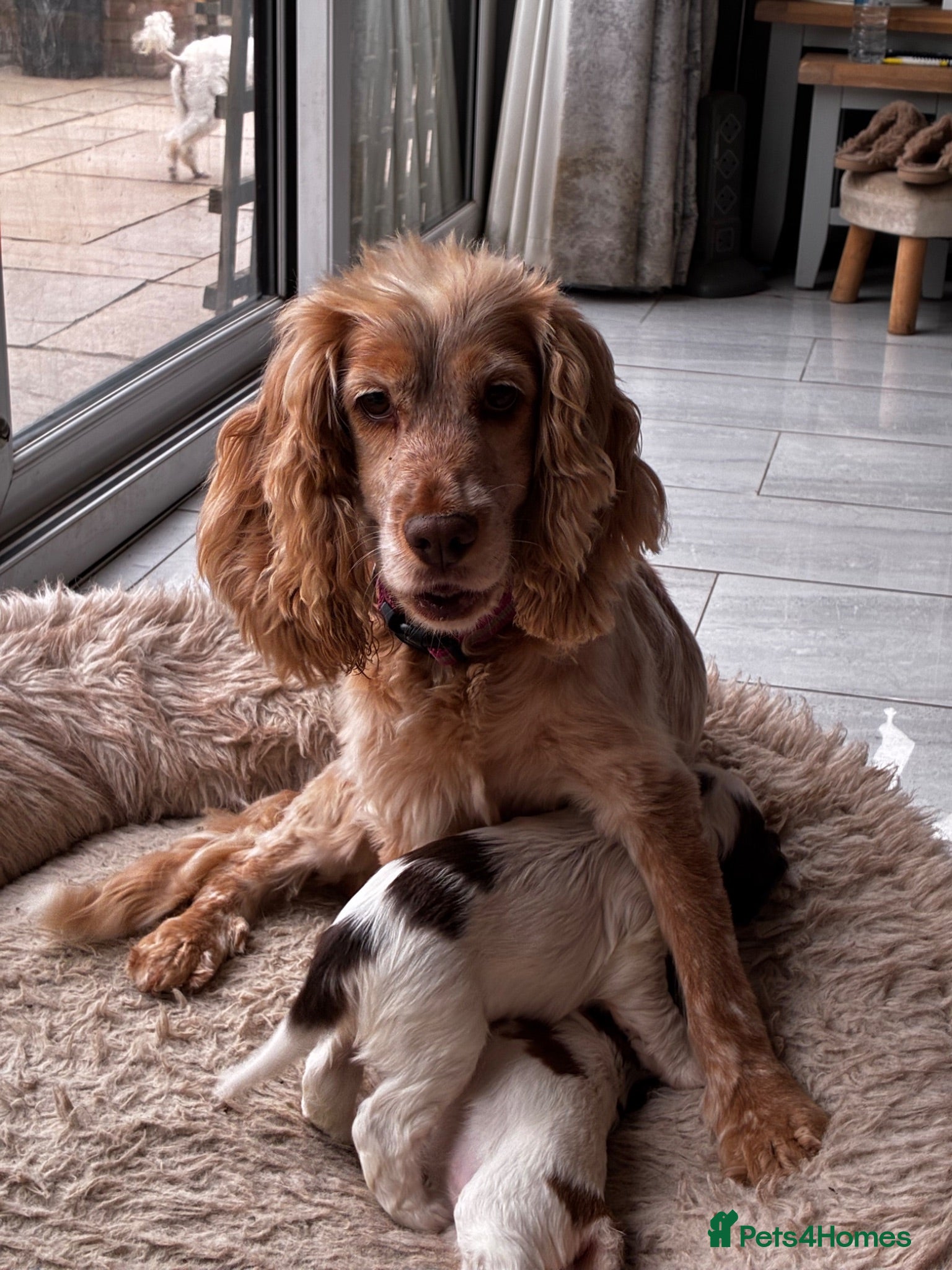Cocker Spaniel dogs KC reg twin show spaniels  - Advert 1