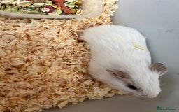 Guinea Pig rodents for sale: Baby Guinea pigs  - Image 3