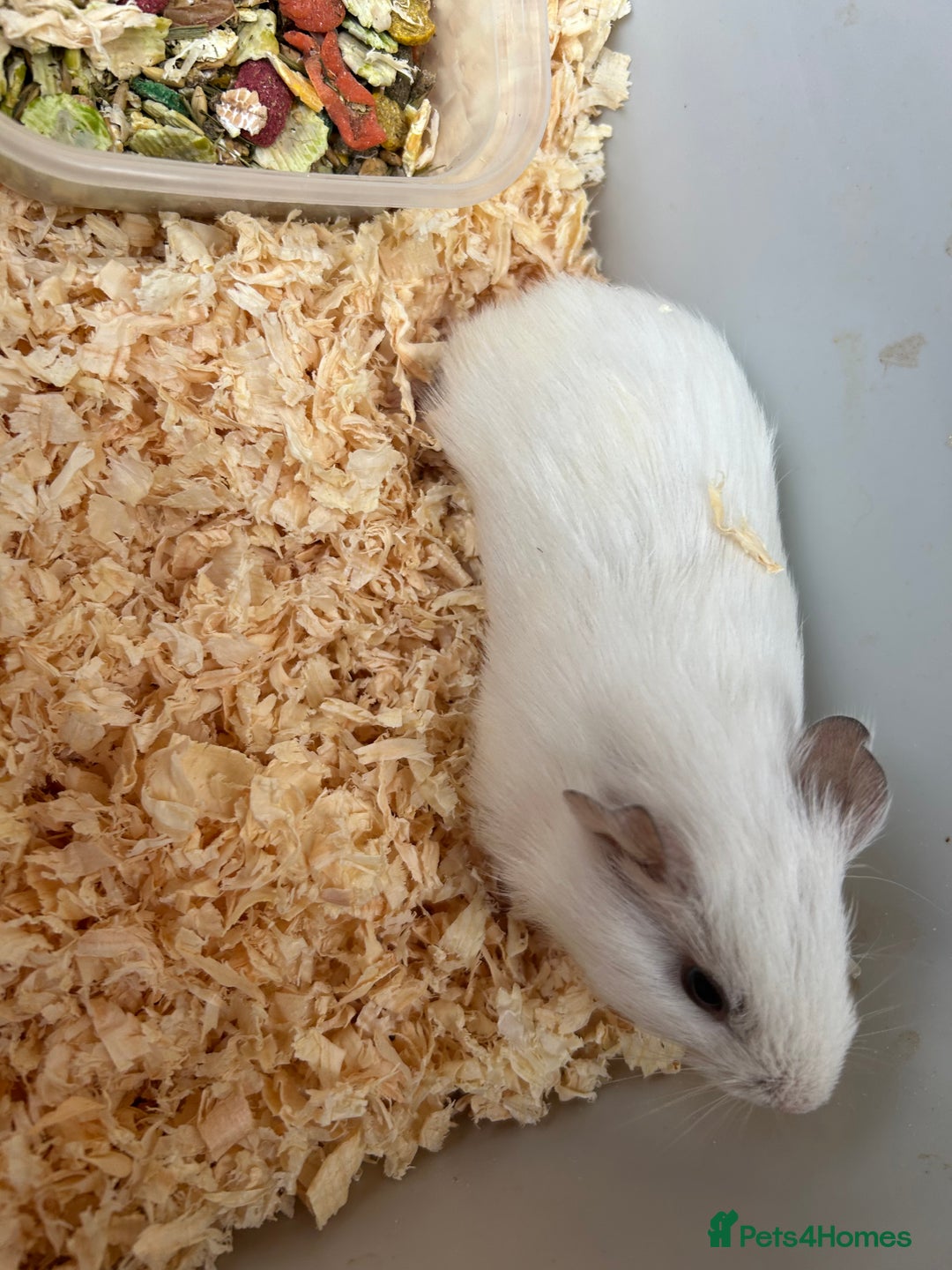 Guinea Pig rodents for sale: Baby Guinea pigs  - Image 3